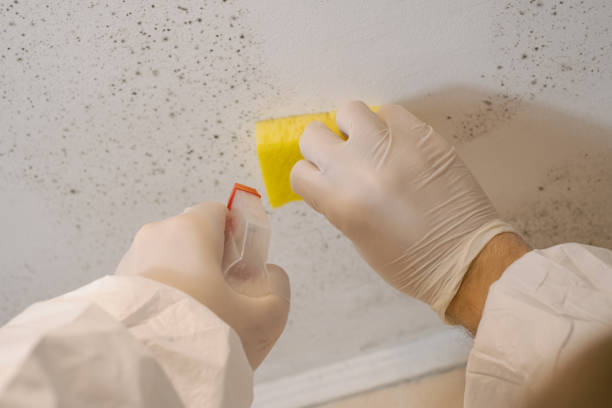 Best Commercial Mold Inspection  in New Britain, CT