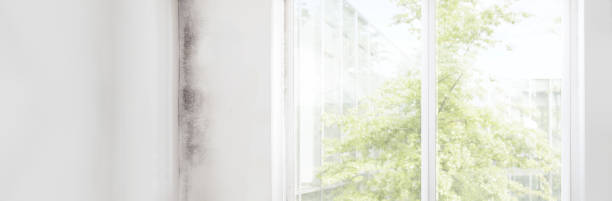 Mold Removal for HVAC Installations in New Britain, CT
