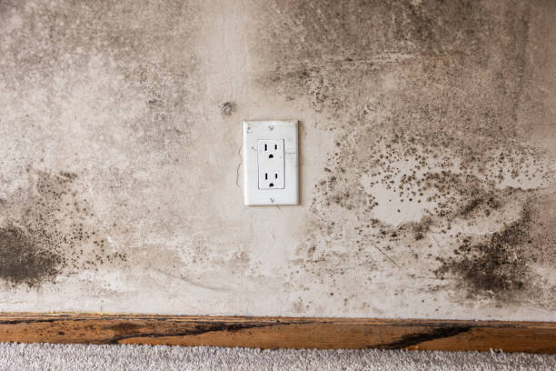 Best Mold Removal for HVAC Installations  in New Britain, CT