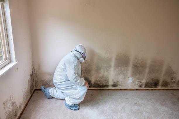 Professional Mold Removal in New Britain, CT